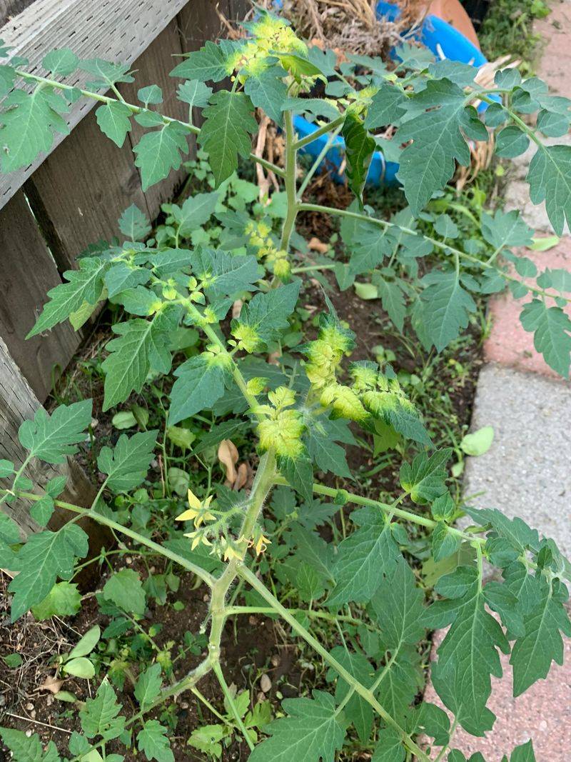 Where Grass Killer Was Recently Applied