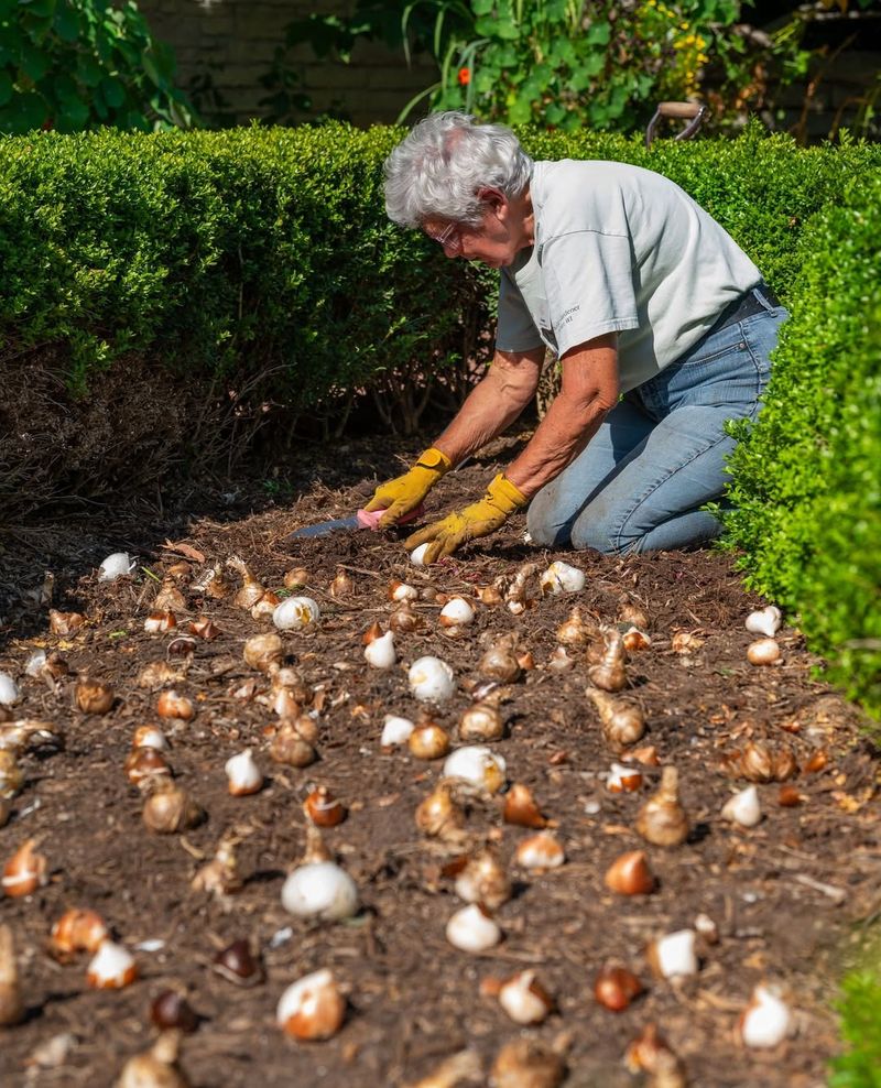 Plant Spring Bulbs For Early Blooms