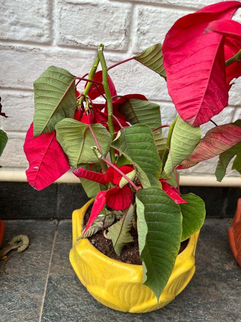 Overwatering Due To Unclear Moisture Needs