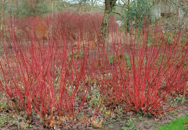 Design With Colorful Dogwood Stems For Bold Winter Interest