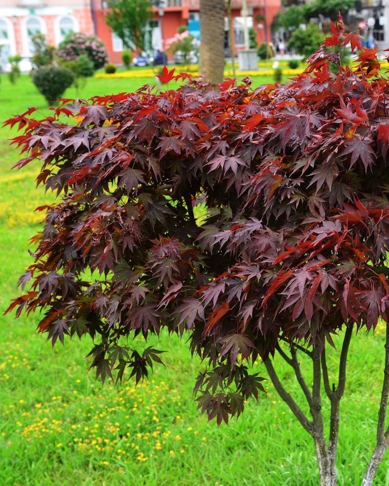 Introduce Japanese Maples
