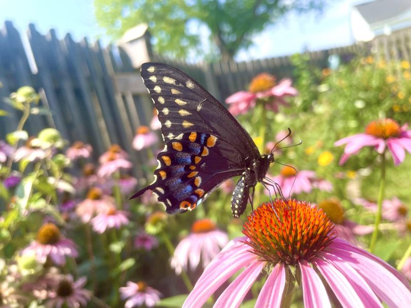 Supports Butterflies And Other Beneficial Insects Too