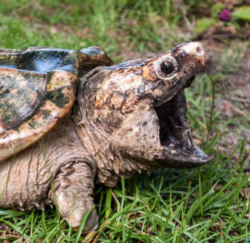 Alligator Snapping Turtle
