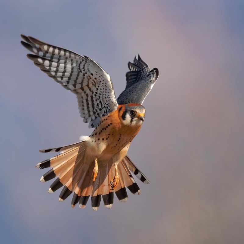 American Kestrel