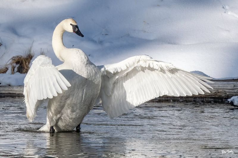 Trumpeter Swan