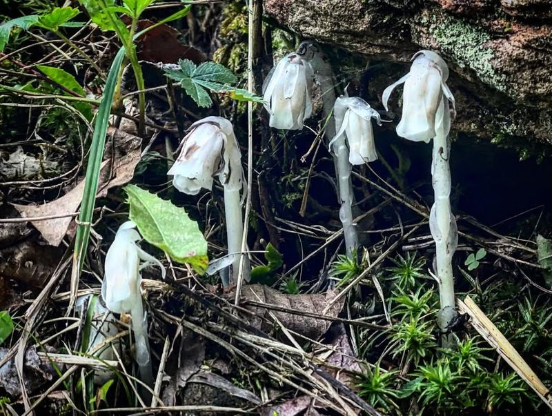 Social Media Has Sparked Renewed Interest