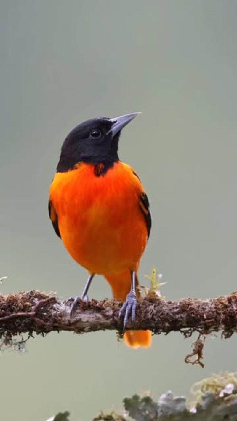 Baltimore Oriole