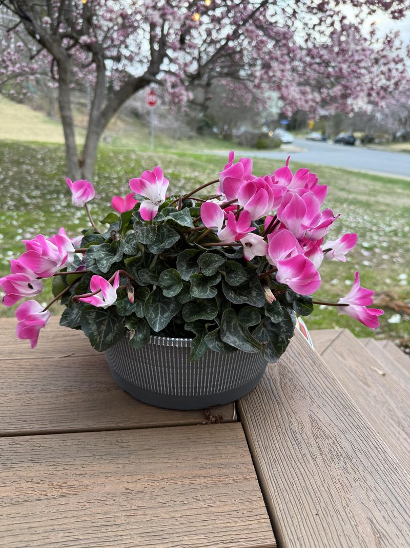 Outdoor Garden Stars From Fall Through Spring