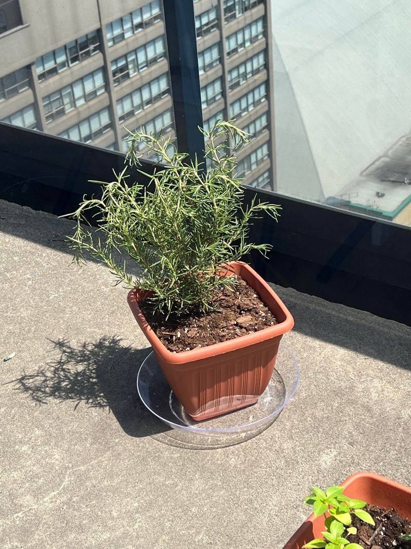 Your Home Doesn't Have Enough Humidity