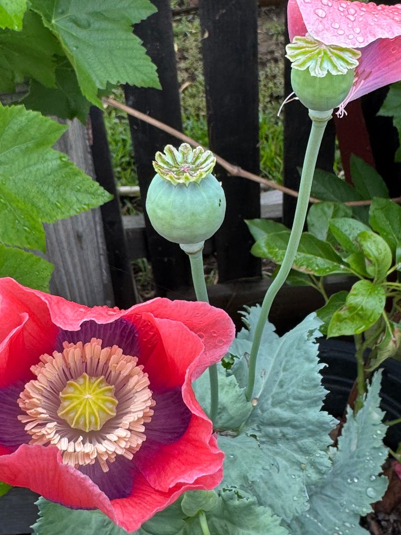 Opium Poppies