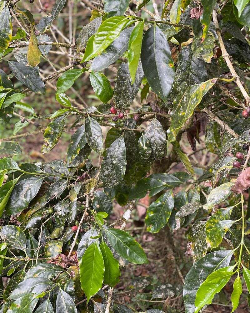 Rapid Disease Spread Through Splashing Water Droplets