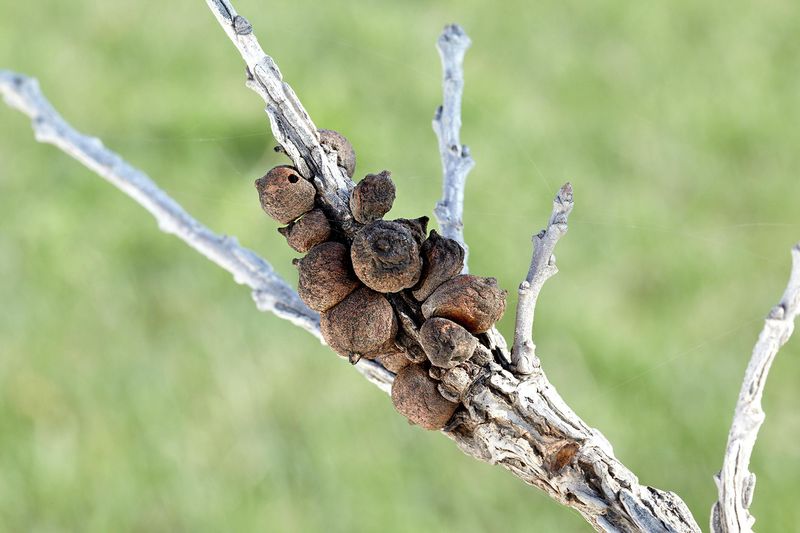 Branch Dieback Trapping Dead Foliage