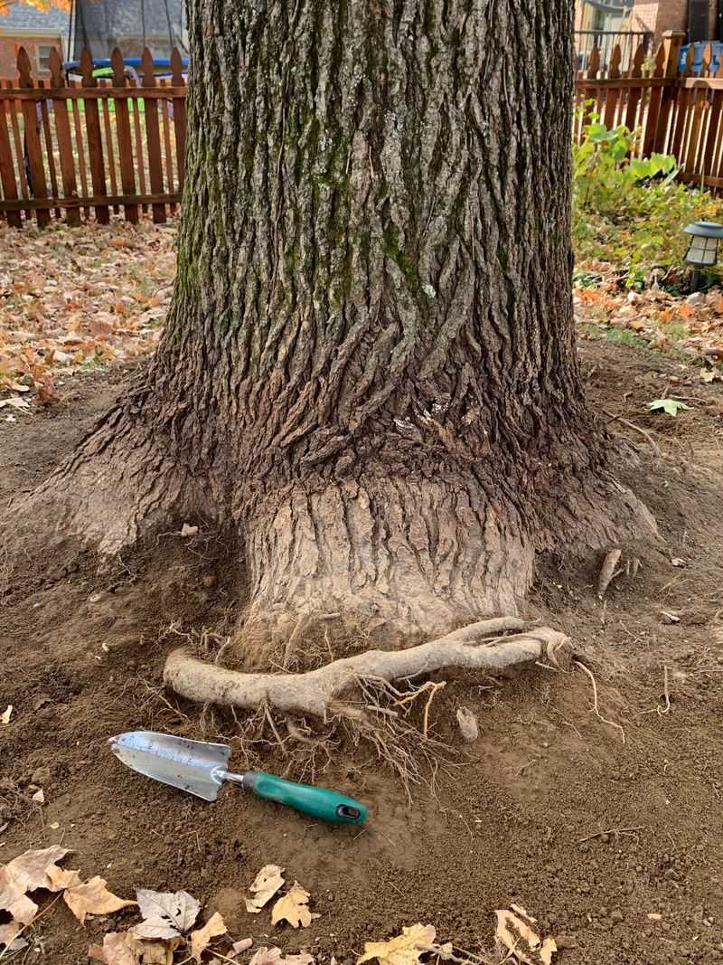 Girdling Roots Circle and Strangle Over Time