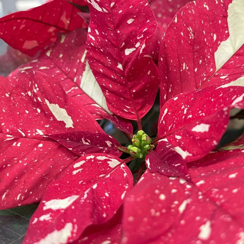 Check The True Flowers In The Center