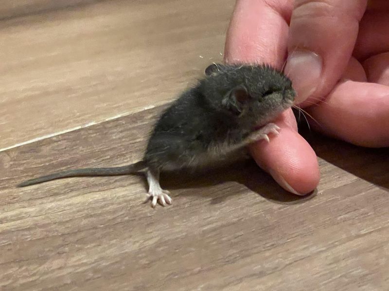 Schedule Professional Inspection