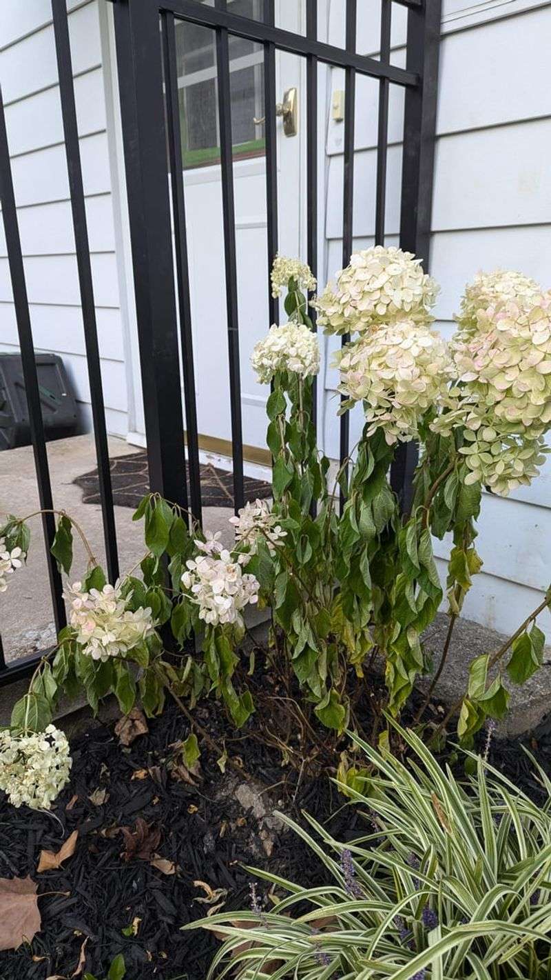 Improve Drainage Around Plant Base