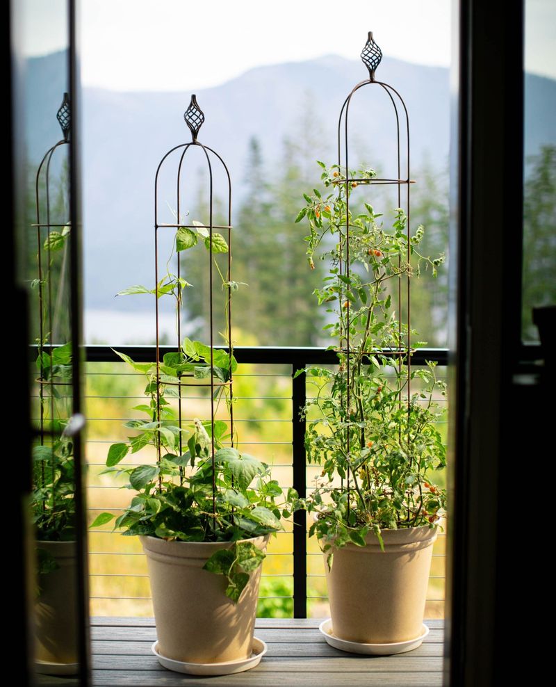 Secure Cages Firmly Into The Ground