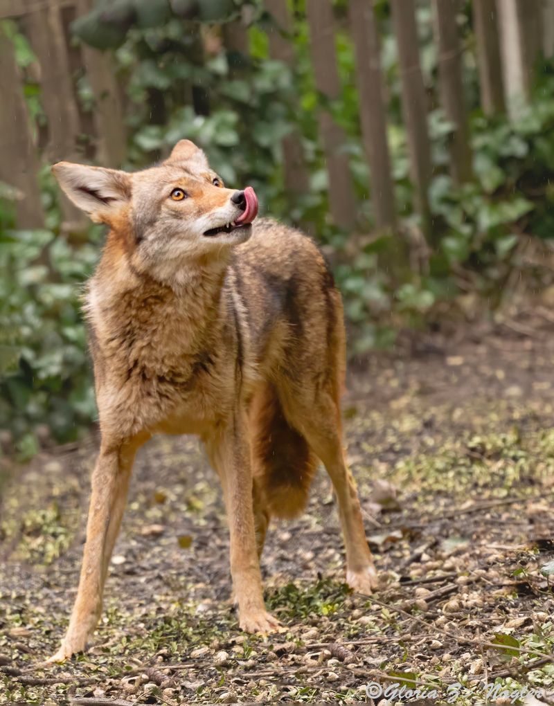 Never Run Away From a Coyote