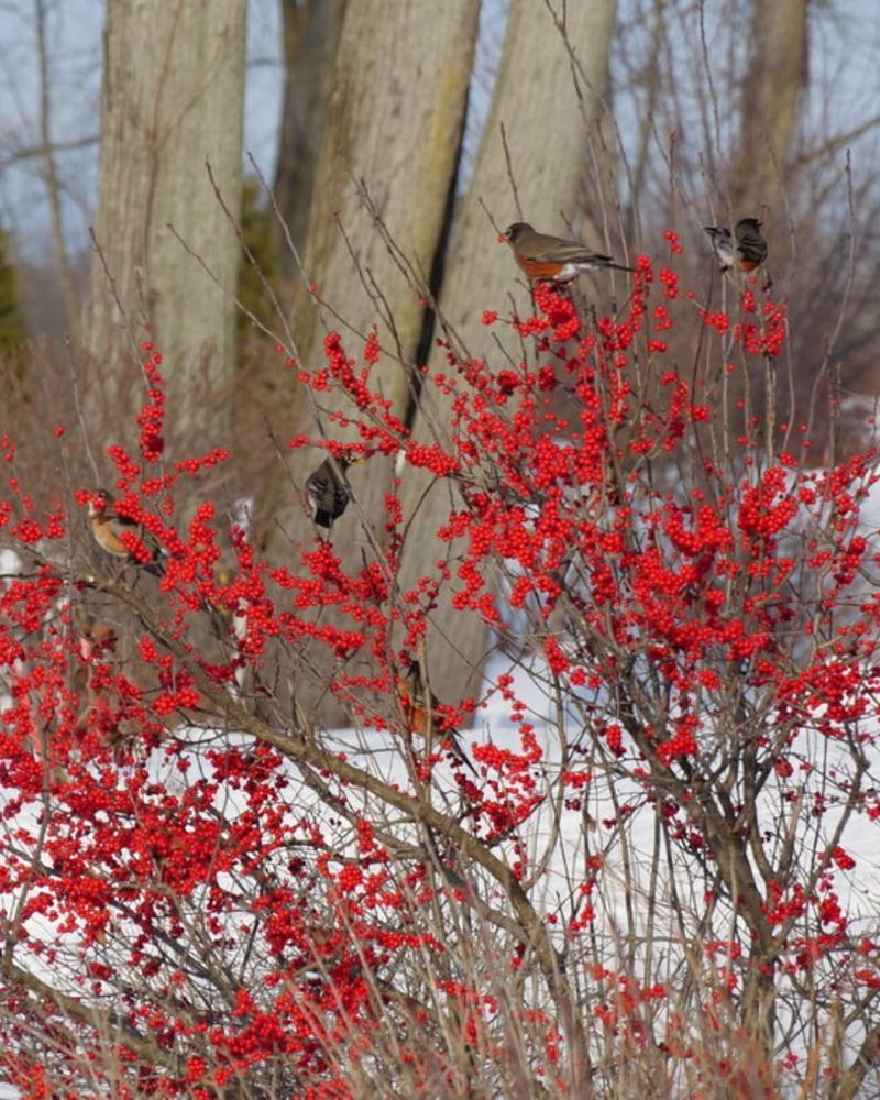 Plant Berry-Producing Shrubs For Wildlife And Winter Color