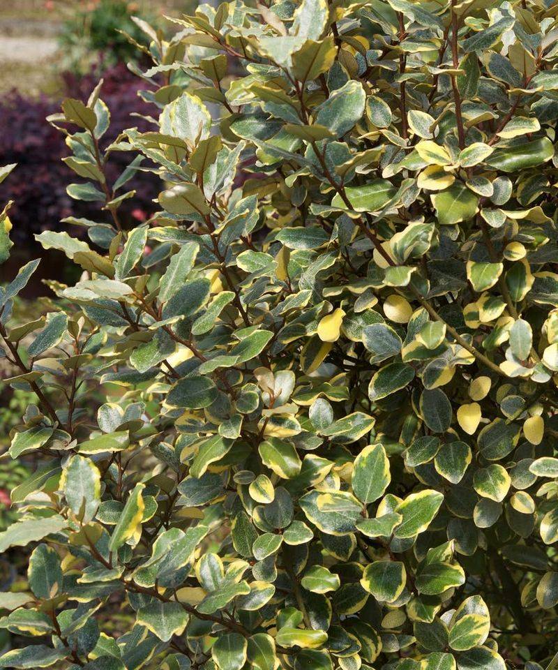 Prune Trees And Shrubs Seasonally