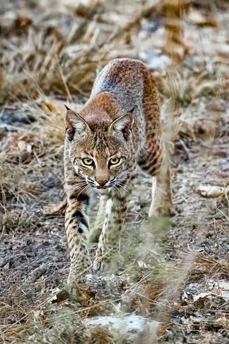 Secure Chicken Coops And Small Animal Pens