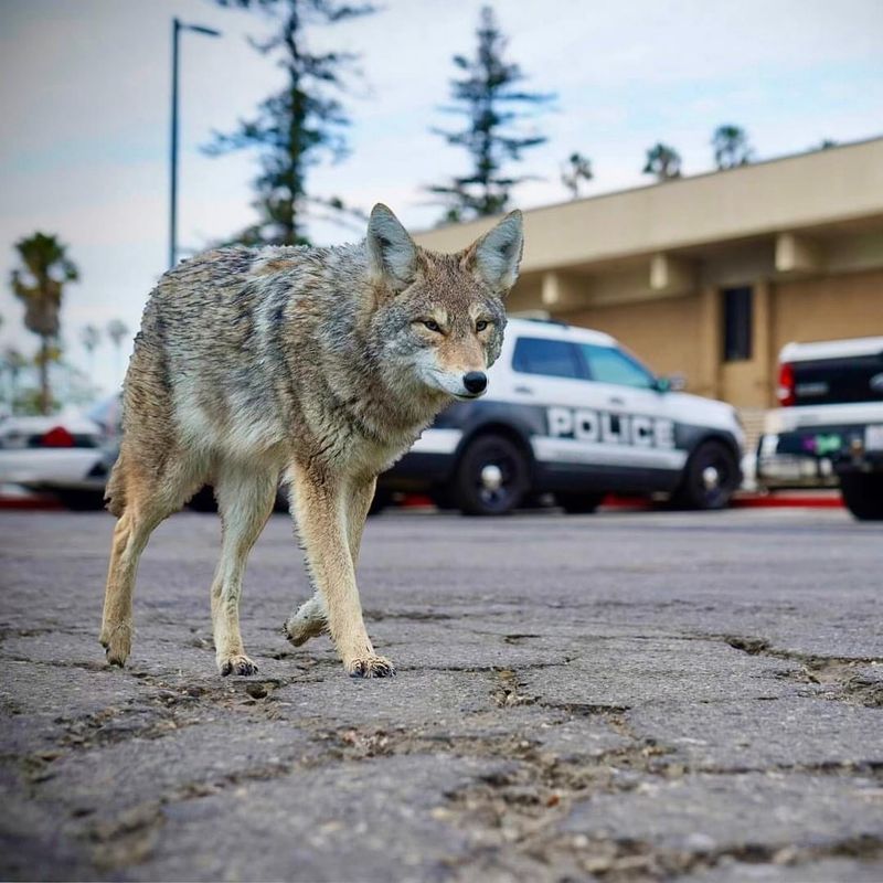 Contact Local Wildlife Authorities If Needed