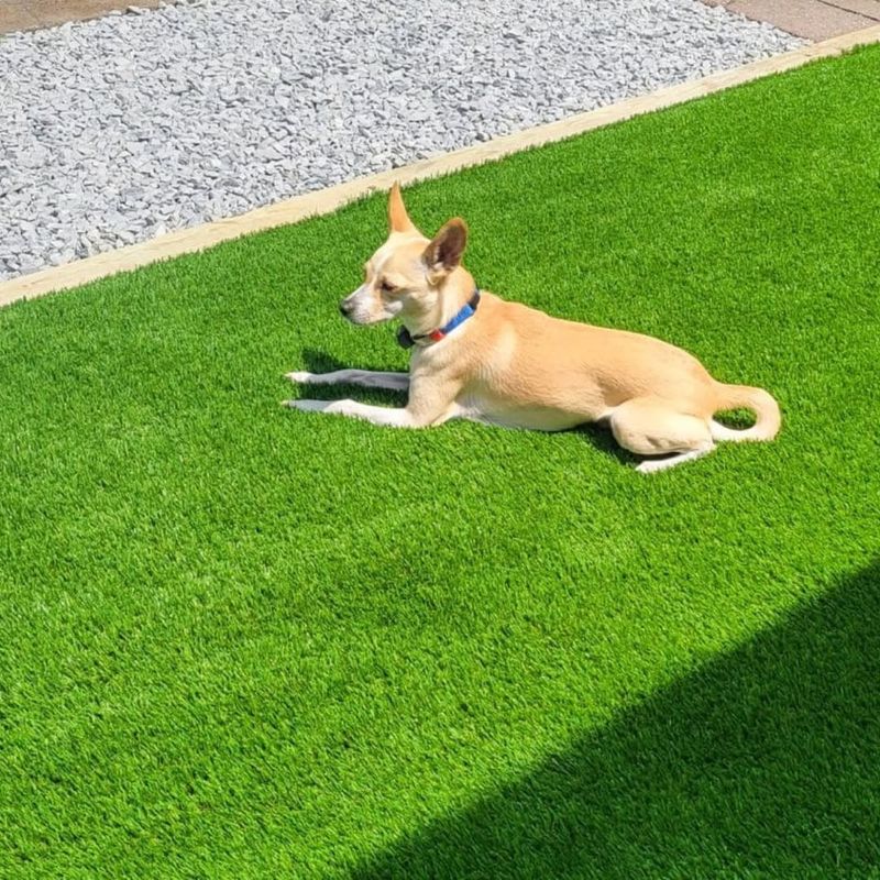 Keep Pets Supervised And Leashed Outdoors