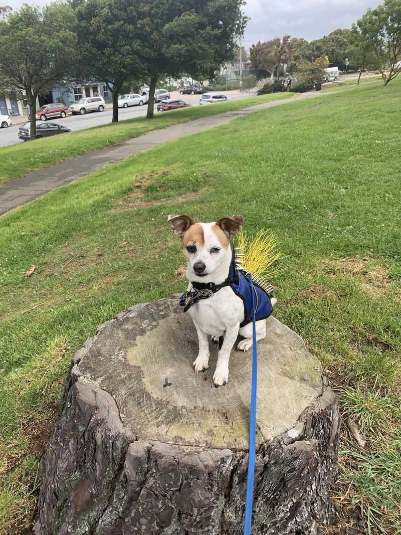 Secure Small Pets and Supervise Outdoor Time