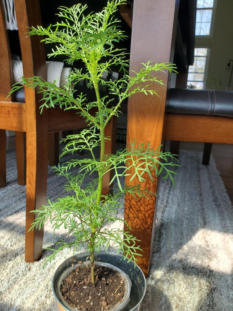 Prune Damaged Growth In Spring