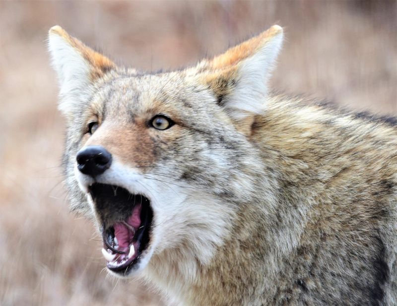 Avoid Approaching Or Cornering Them