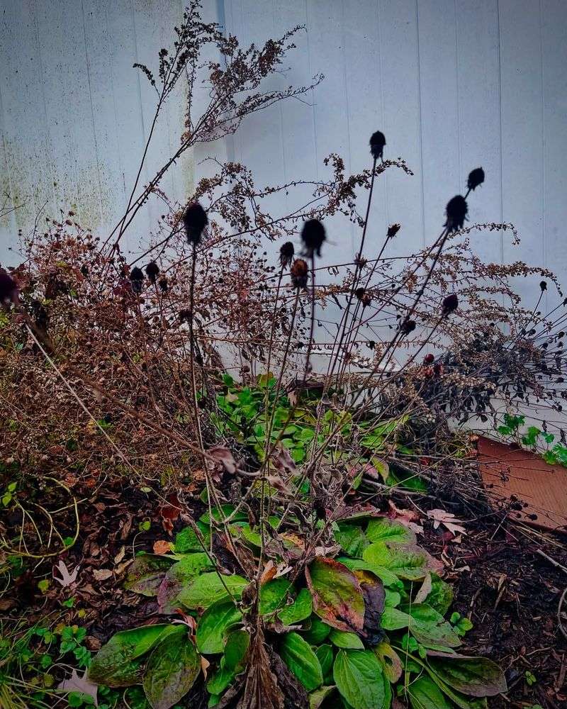 Leave Some Garden Areas Naturally Messy