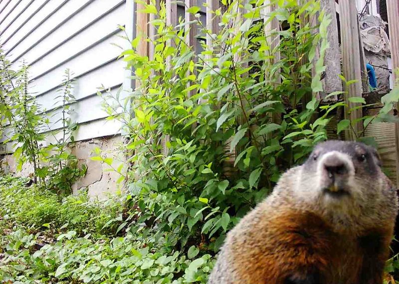 Avoid Direct Contact Or Attempting To Touch Them