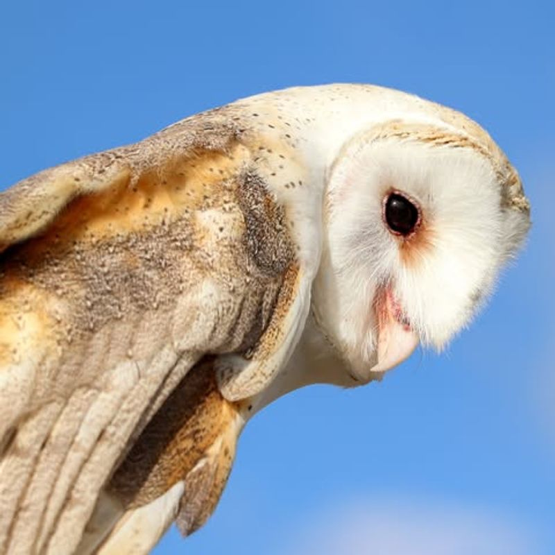 Encourage Natural Predators Like Owls And Hawks