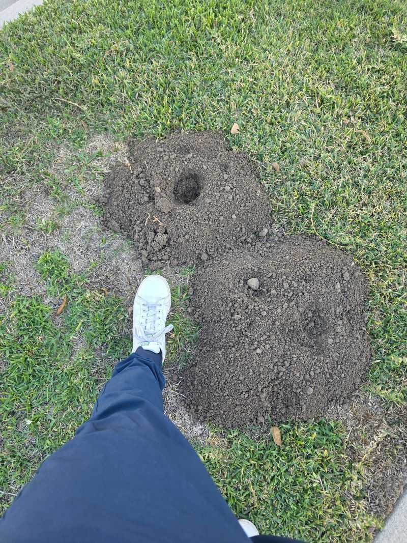 Use Coffee Grounds In Tunnel Openings