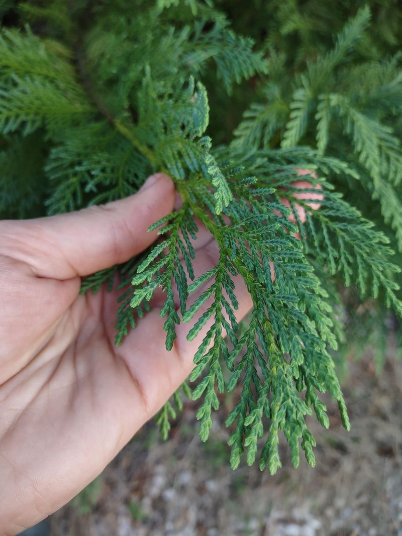 Apply Anti-Desiccant Spray To Prevent Needle Damage