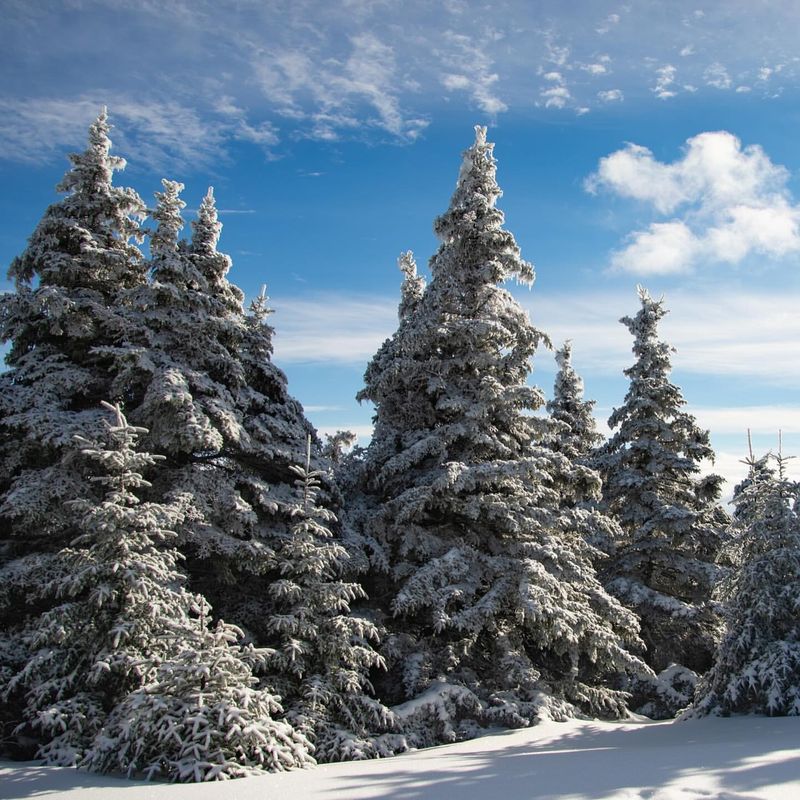 Choose Snow-Resistant Evergreen Varieties