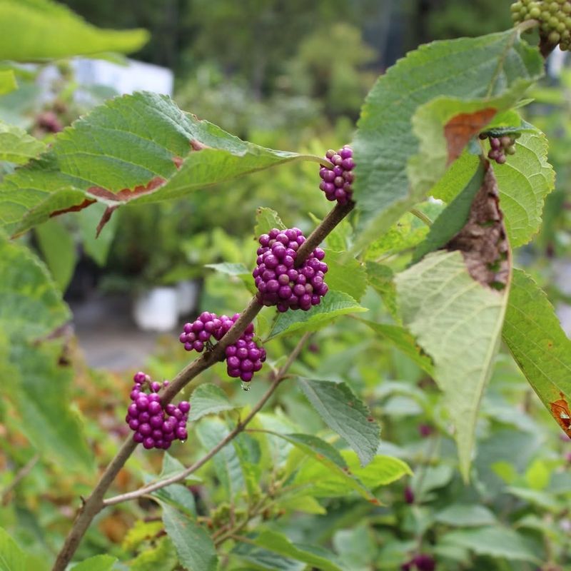 Plant Native Berry-Producing Shrubs