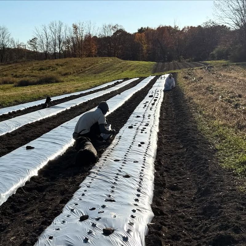 Cut Holes For Individual Plants To Grow Through