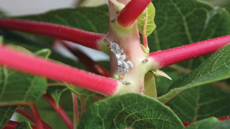 Pest Infestations Draining Plant Energy