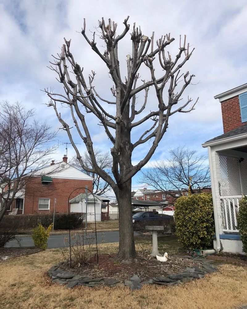 Overhanging Branches And Prevention Rights