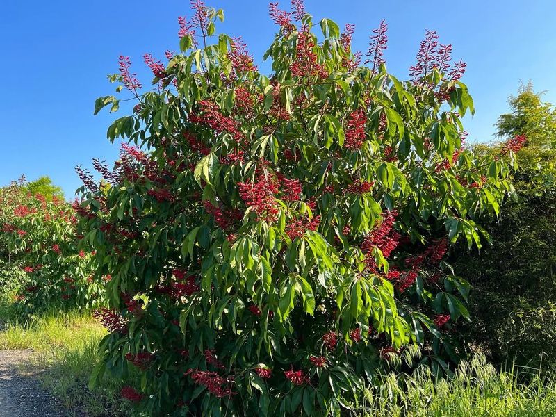 Wildlife Value Beyond Just Hummingbirds