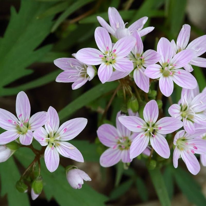 Utilize Woodland Wildflowers