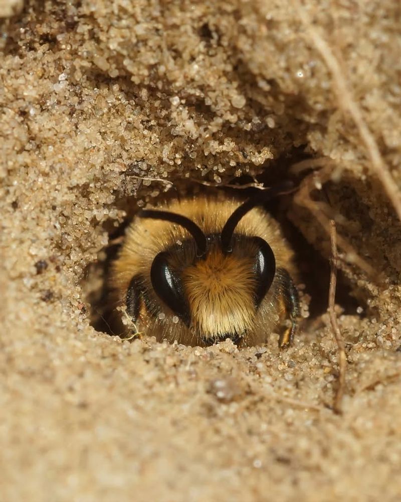 Lack Of Nesting Sites