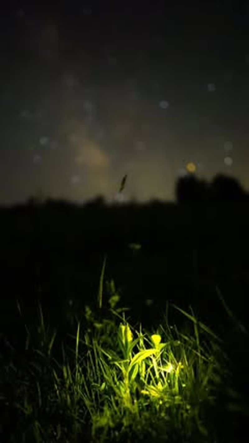 Water Pollution Affects Firefly Food Sources