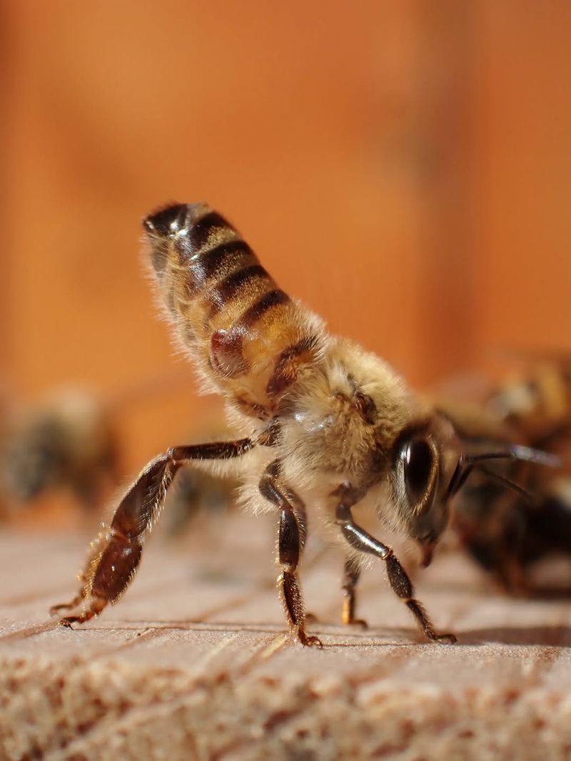 Varroa Mites Weaken Entire Colonies