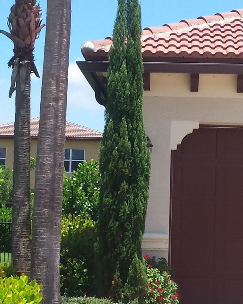 Italian Cypress Near Driveways
