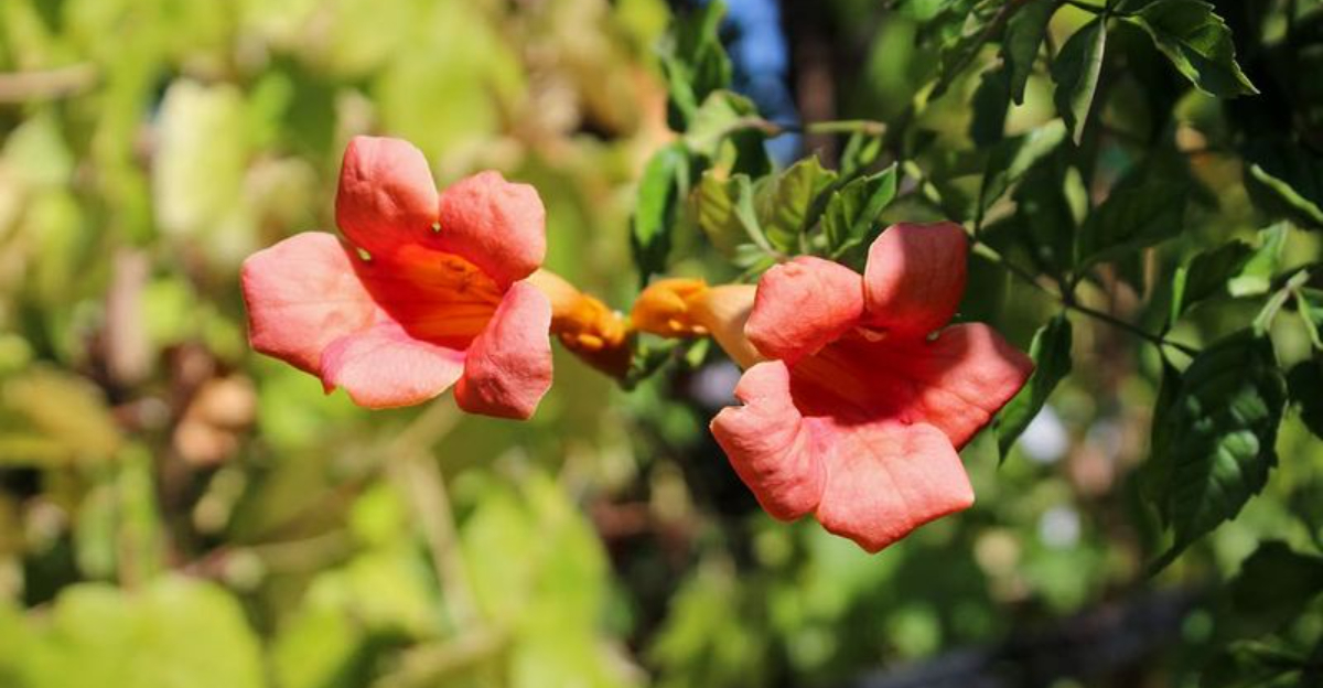 Invasive Vines Push Through South Carolina’s December Cold And Homeowners Rush To Act