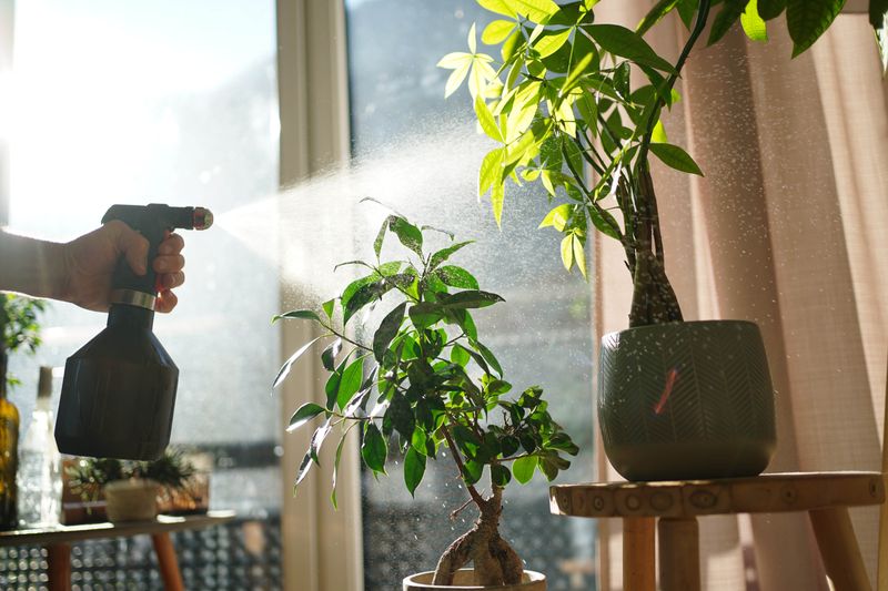 Mist Your Plants Regularly