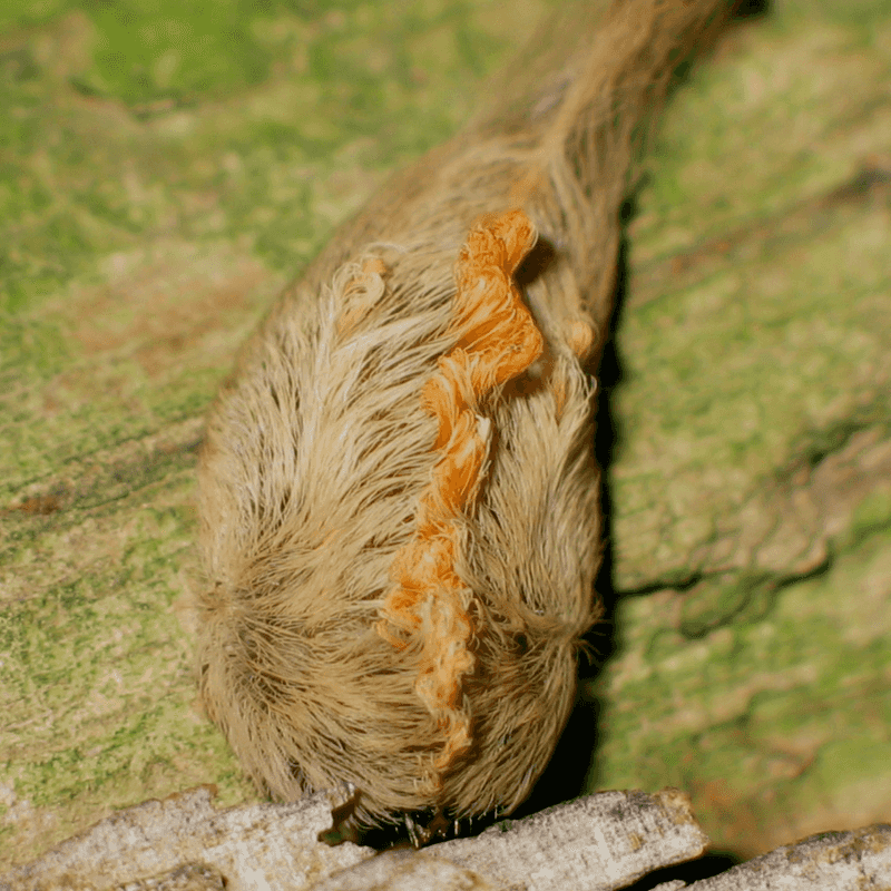 Puss Caterpillar
