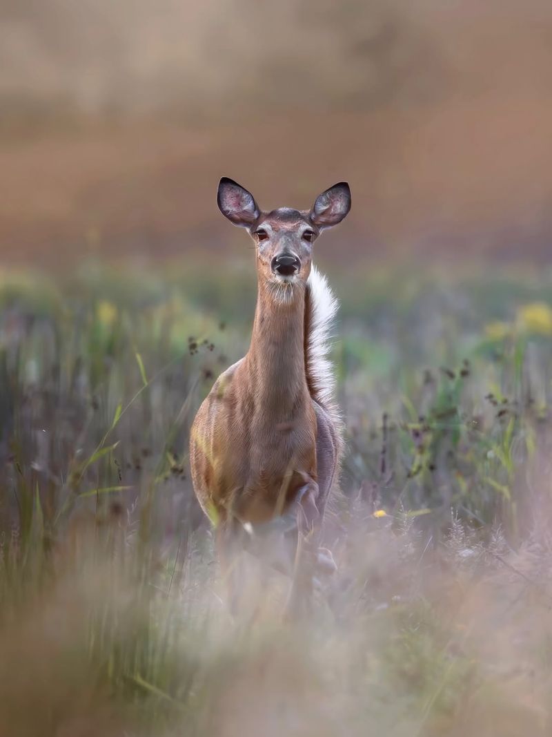 White-Tailed Deer